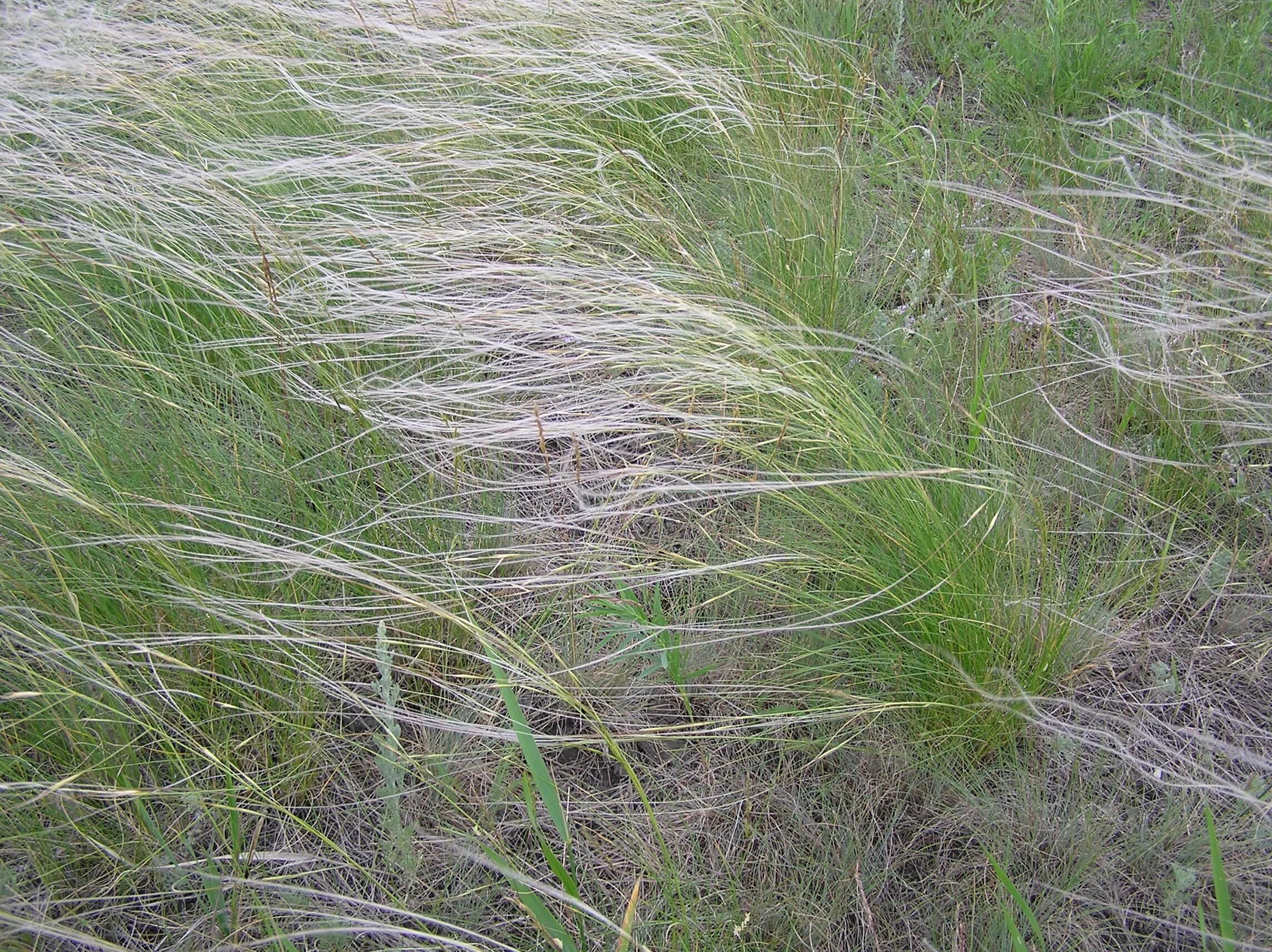 Растение ковыль Лессинга. Ковыль Лессинга (Stipa lessingiana). Ковыль и Типчак. Stipa Rubens ковыль. Степь тайга лемминг лиственница бурый медведь типчак