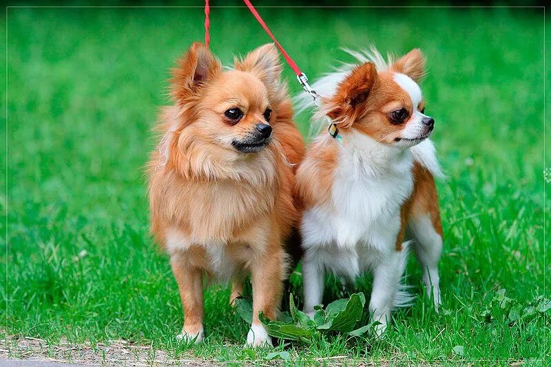 Папа чихуа. Голубые щенки чихуахуа и тойтерьера. Мама пинчер папа чихуахуа щенки. Помесь йорка и чихуахуа чёрный. Чихуахуа линяет.