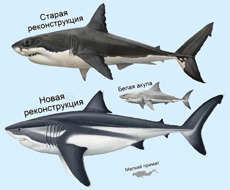 Какой длины акула. Кархародон МЕГАЛОДОН. Отодус МЕГАЛОДОН. Размер МЕГАЛОДОНА И белой акулы. Кархародон МЕГАЛОДОН Размеры.