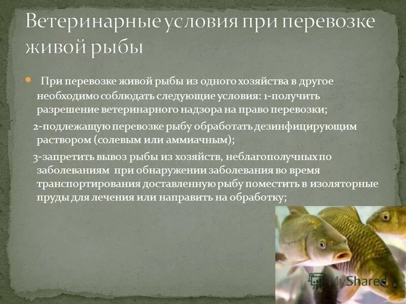 Рыба в аквариуме в магазине. Рыбный магазин с живой рыбой. Содержание рыбок. Содержание живой рыбы. Продолжительность хранения охлажденной рыбы.