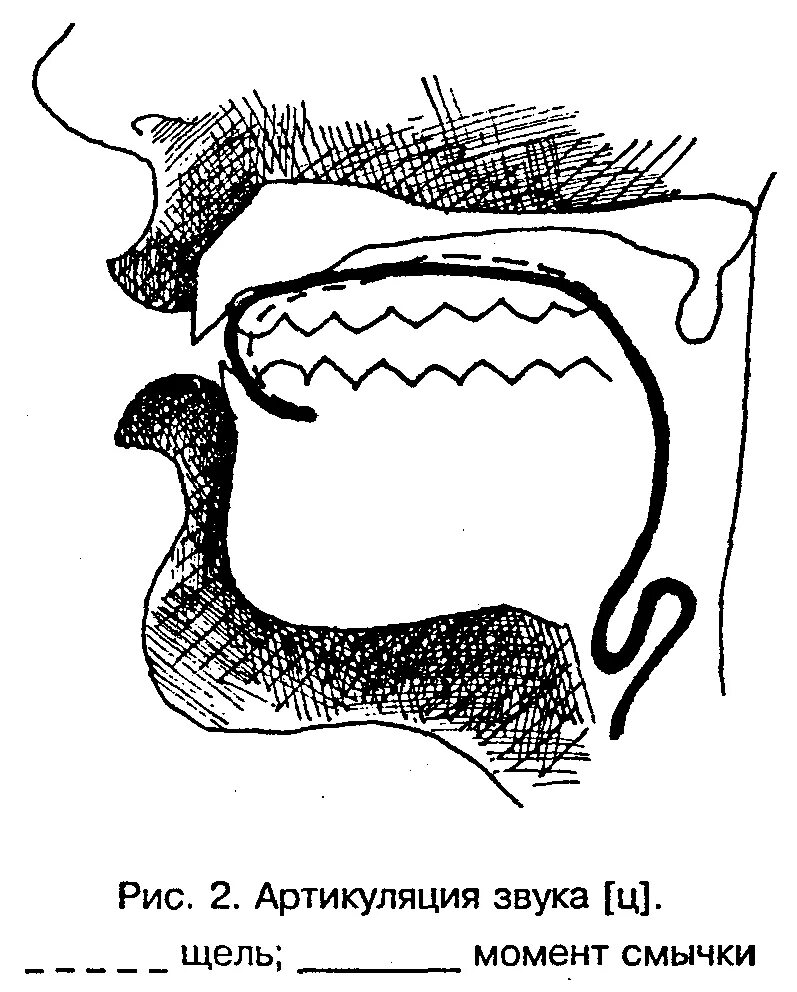 Артикуляция звука с. Артикуляция звука сь. Правильная артикуляция звука сь. Артикуляция при звуке с. Артикуляция ч