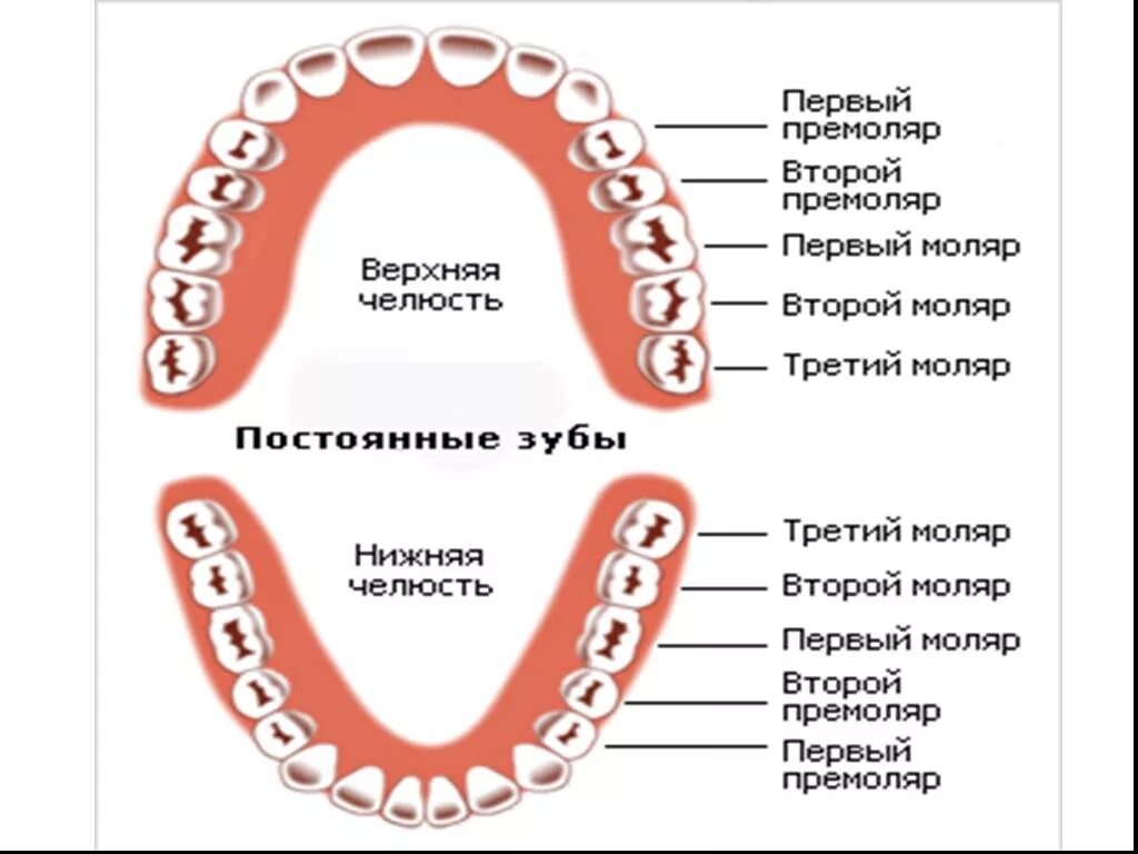 Коренные зубы вторым