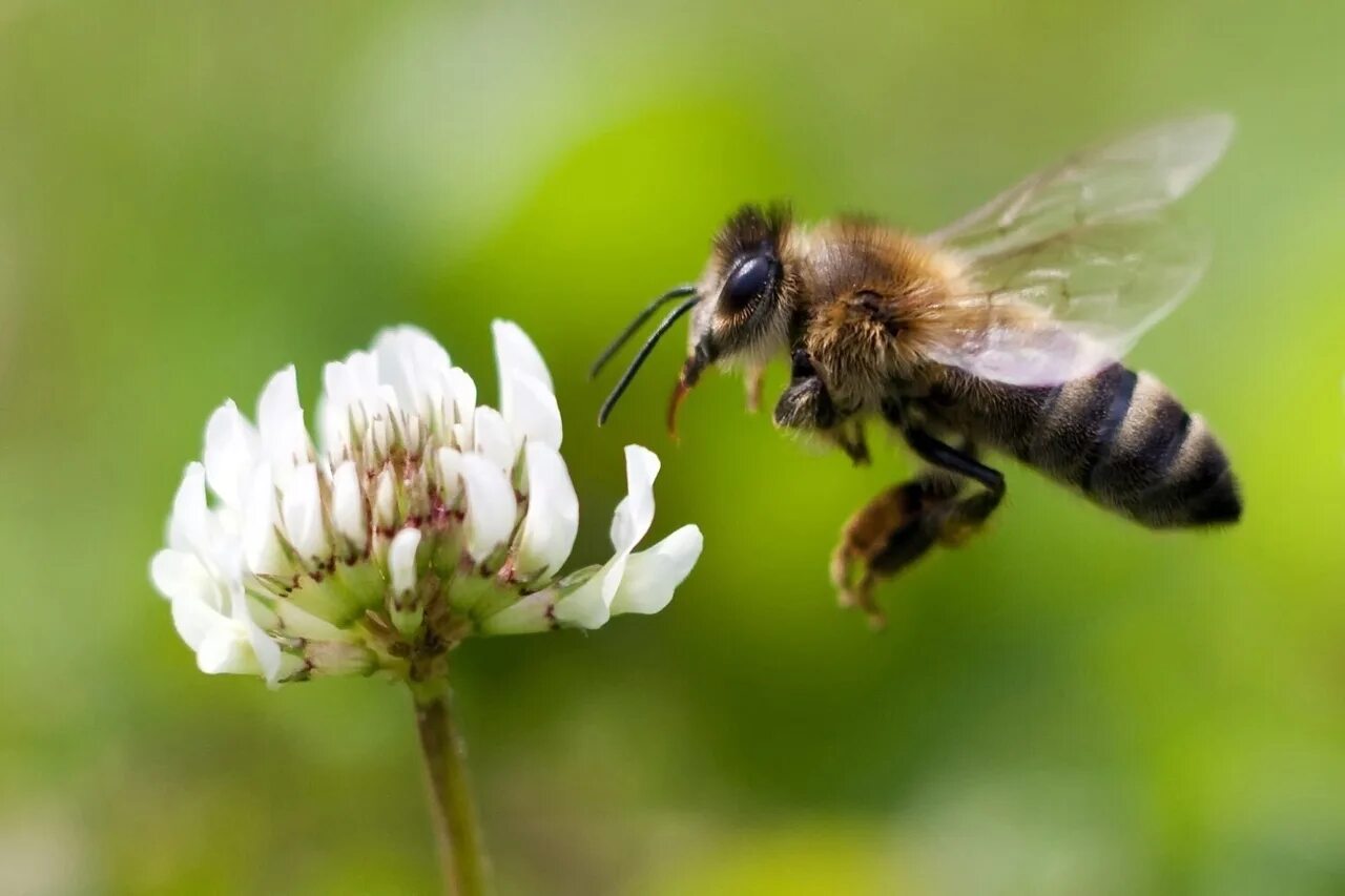 Bee fly. Гималайская медоносная пчела. Медоносная пчела. Пчеловодство. Медоносная пчела фото. Пчела в полете.