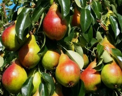 Лесная красавица груша отзывы садоводов описание
