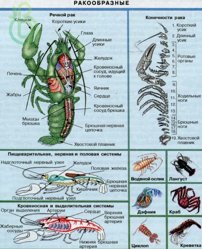 Тип Членистоногие класс ракообразные внутреннее строение. Жизненный цикл членистоногих схема. Строение ракообразных схема. Схема строения членистоногих. Речной рак описание