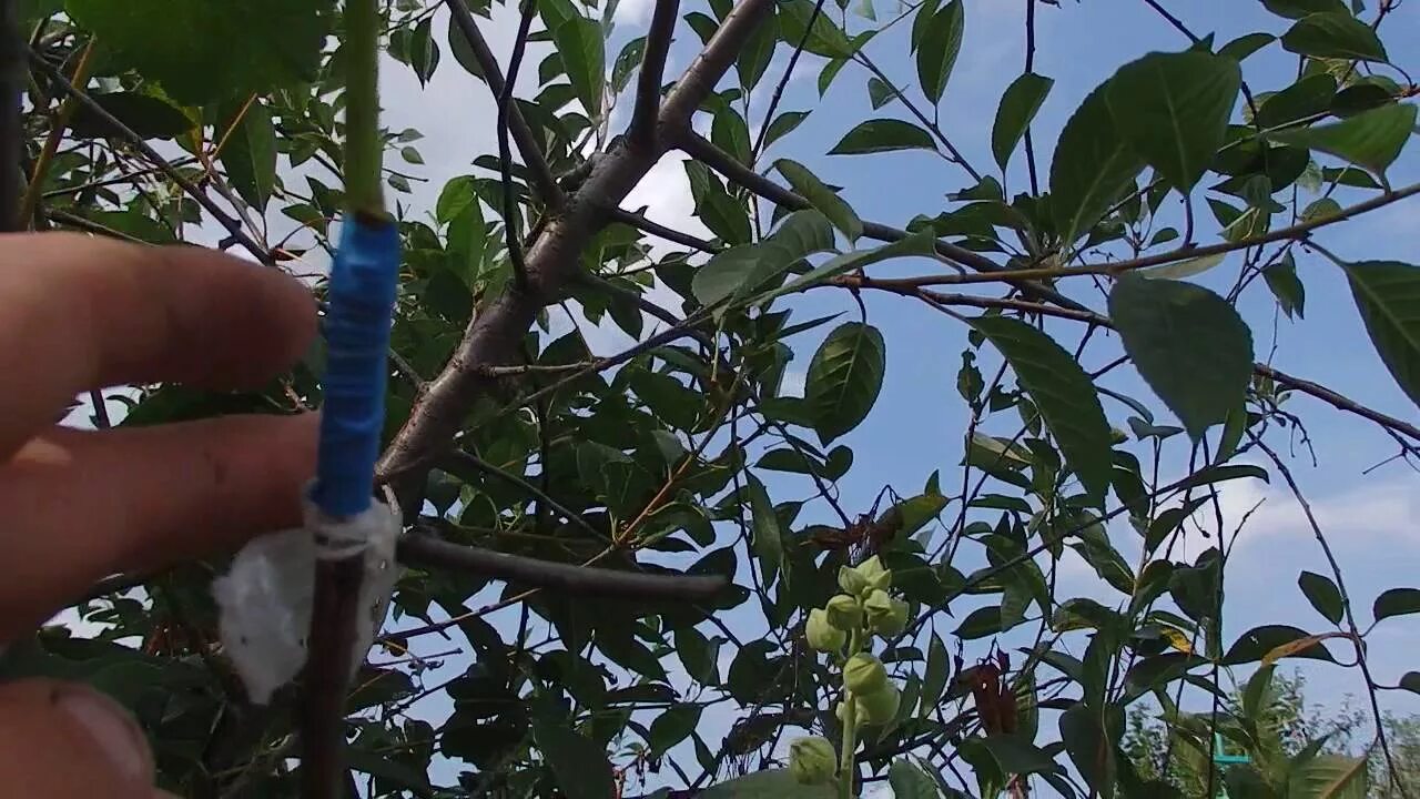 Как привить черешню на вишню весной. Окулировка вишни. окулировка алычи. прививка черешни. привить черешню.