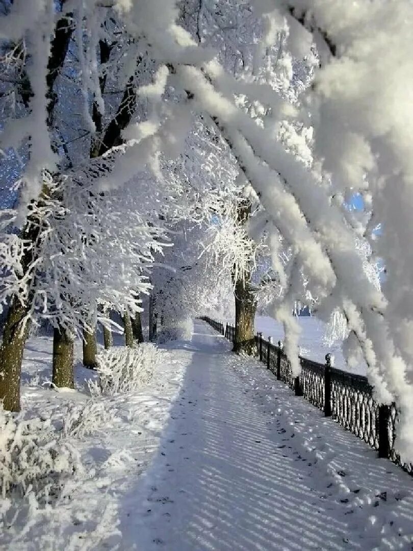 Фотография зимняя сказка. Красота зимы. зима снег. красивая зима. зимняя природа.