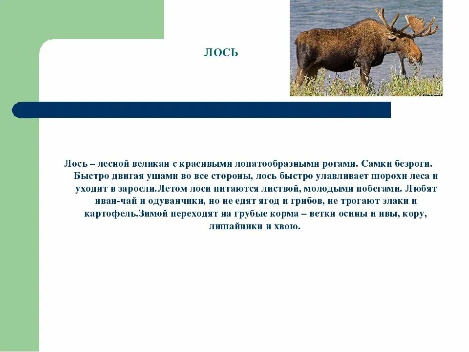 Проект разнообразие природы родного края мордовия. Проект животный мир мордовии. разнообразие животного мира мордовии. разнообразие природы мордовии. растительный и животный мир мордовии.