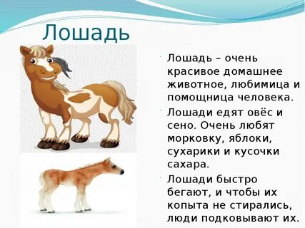 Проект 5 класс домашние животные