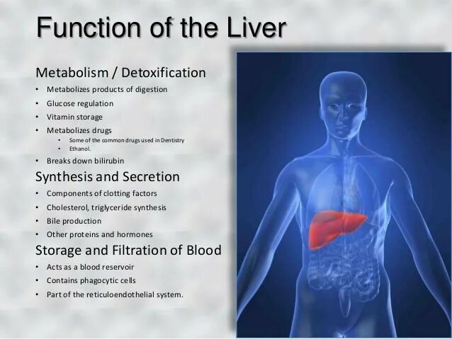 Liver function. Metabolic liver disease. lipid metabolism. liver function test.