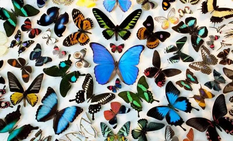 Разнообразие бабочек. Разные бабочки. Много бабочек. Коллекция бабочек.