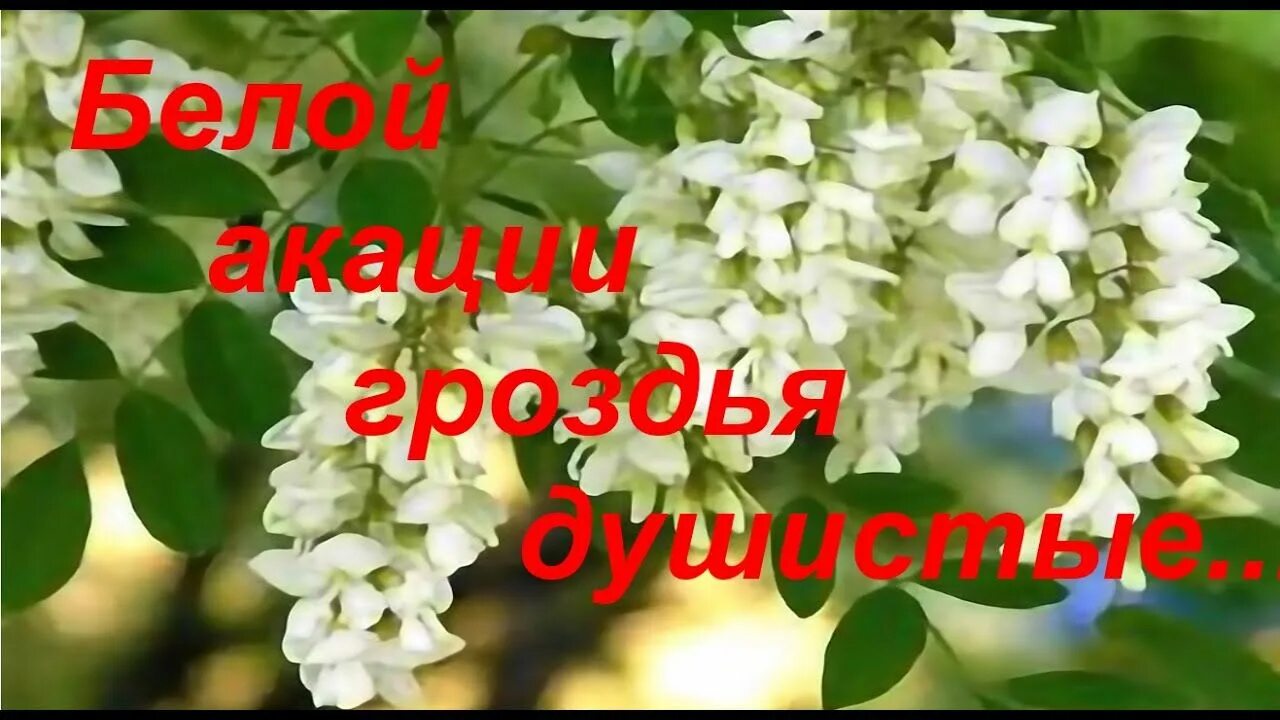 Трехлистная акация. Каштан и акация. Доброе утро акация цветет. Цветущая акация белая дерево. Песня про акацию.