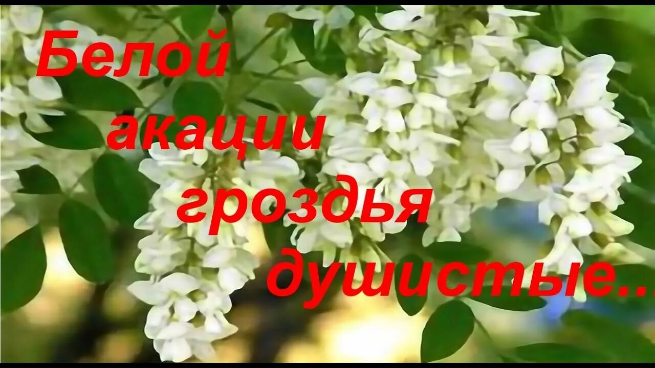 Слушать романс белой акации гроздья. Белой акации гроздья душистые. Романс белой акации гроздья душистые. Романс белой акации. Романс белой акации гроздья.