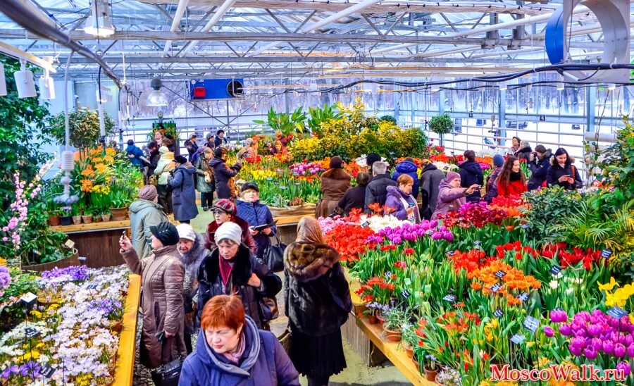 Аптекарский огород в москве цена билета. Экспозиция Аптекарский огород.