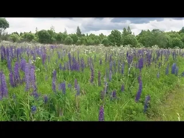 Поле люпинов екатеринбург