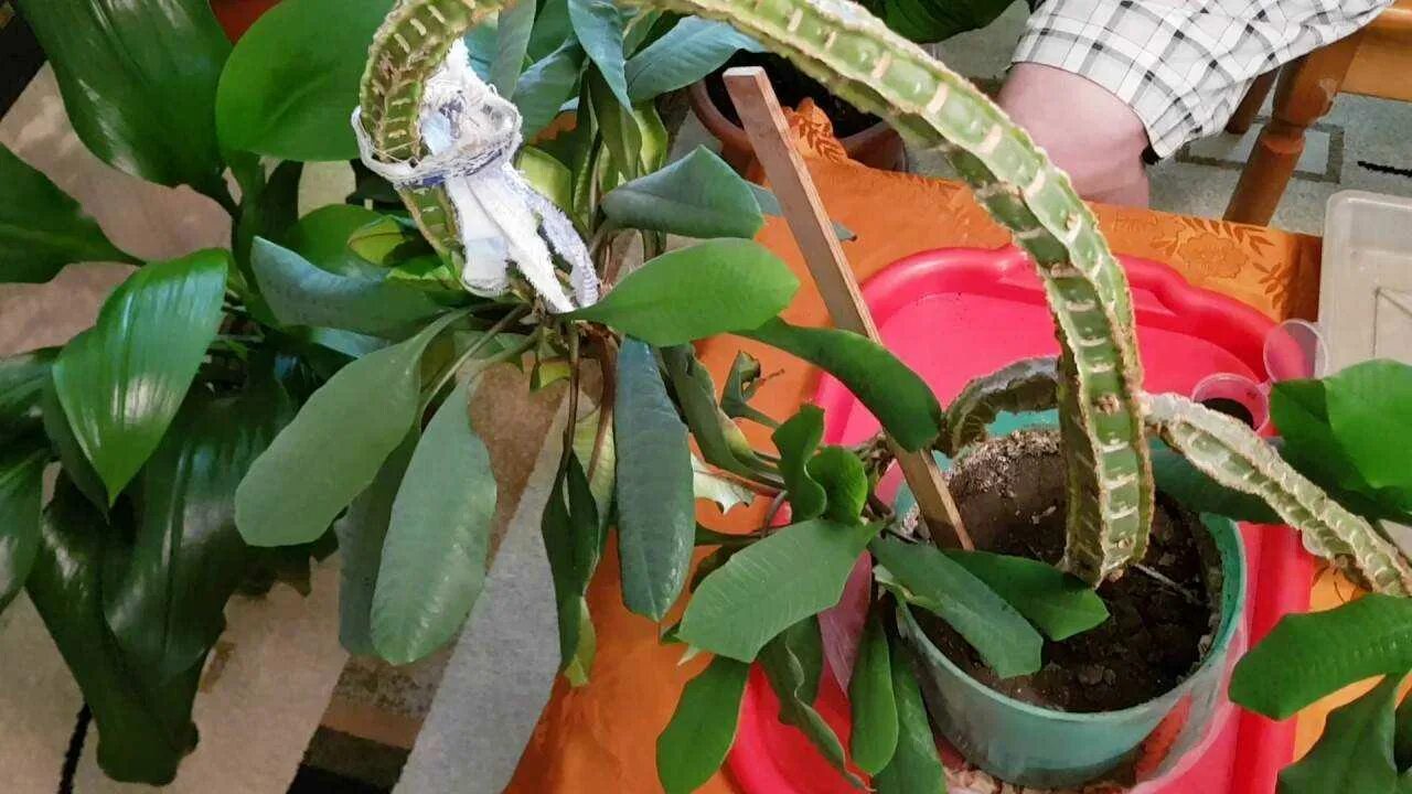 Молочай leuconeura. Молочай беложильчатый усечение макушки. Молочай беложильчатый горшок. Молочай кактус черенки. Молочай беложильчатый корни.