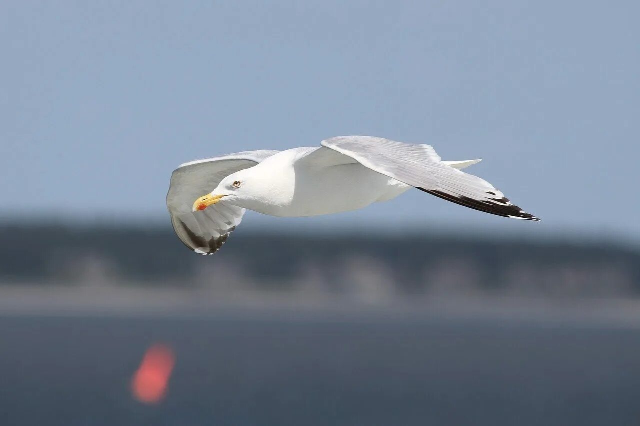 Чайки звуко. Чайка Альбатрос и Чайка. Черноморская Чайка. European Herring Gull. Чайка летит.