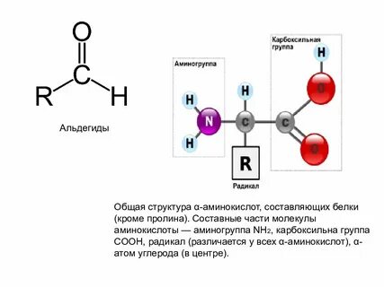 В состав аминокислот входят радикал