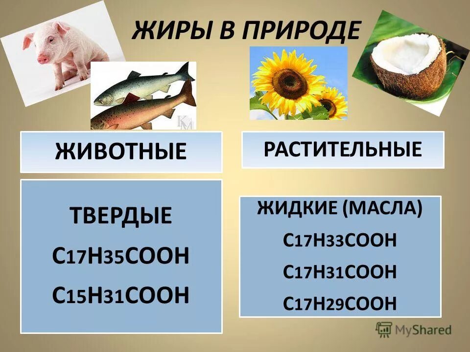 Растительные и животные жиры отличаются. Жиры в природе. Нахождение в природе жиров.