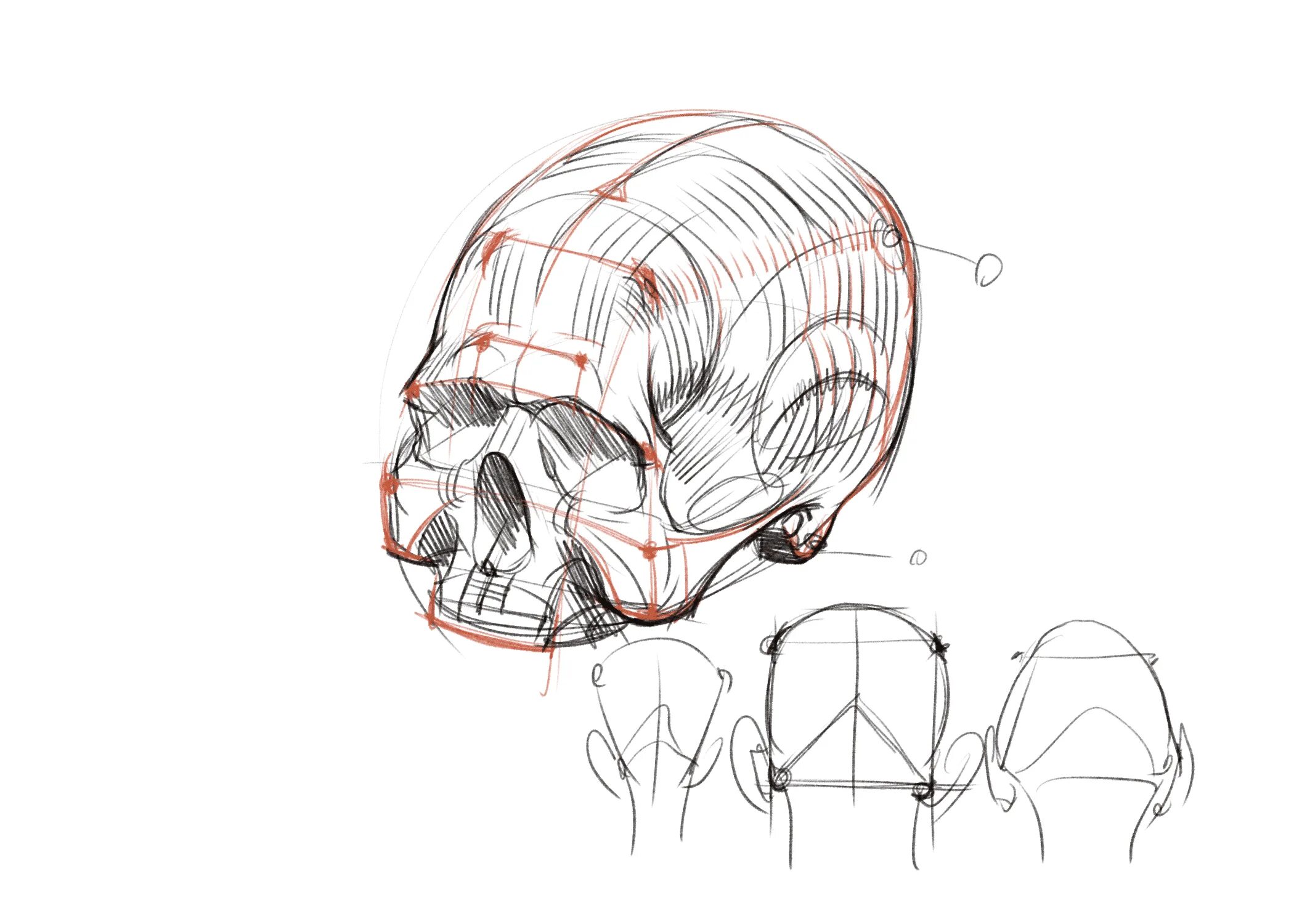 Рыжкин голова. Рыжкин череп. Рыжкин анатомия головы. Баммес анатомия головы.