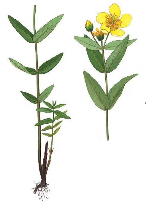 Hypericum ascyron. Зверобой продырявленный Фармакогнозия. Зверобой продырявленный систематика. Зверобой большой