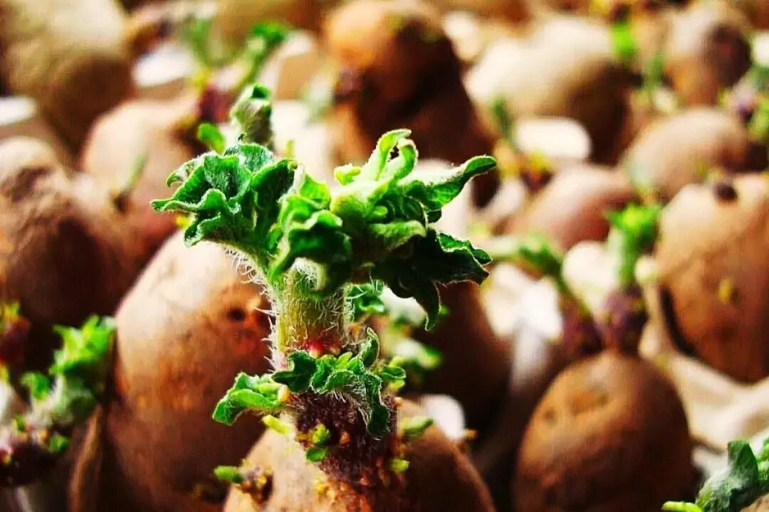 Озеленение картофеля. Клубень картофеля. Проращивание картофеля. Проросший зеленый картофель. Яровизация картофеля перед посадкой в домашних