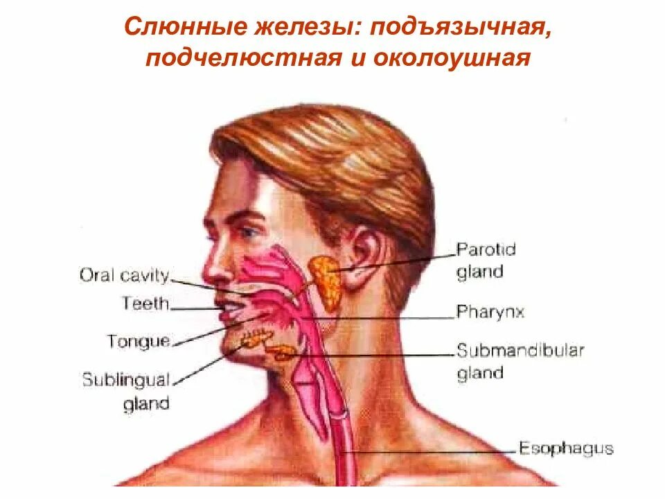 Околоушные подчелюстные железы. Слбнные жеоезы располобение. Подчелюстные лимфоузлы и слюнные железы. Подчелюстная слюнная железа.