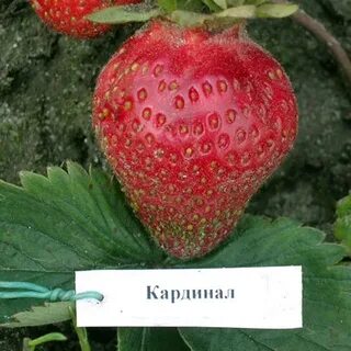 Кардинал клубника описание сорта фото отзывы садоводов