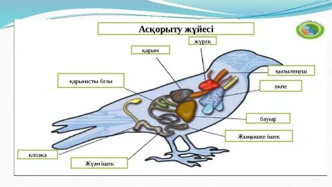 Эротикалық бейнелер: Лесбияндық массажды онлайн көру