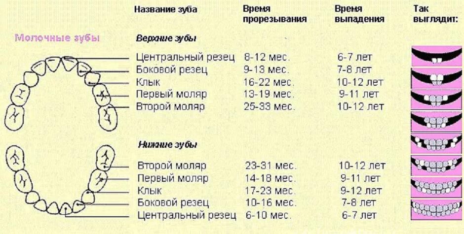 Во сколько лет выпадают все молочные зубы. Во сколько лет выпадают все молочные зубы