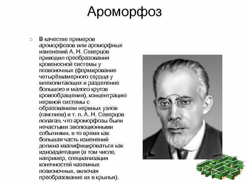 Ароморфоз примеры. Ароморфозы человека. Основные ароморфозы позвоночных. Ароморфоз кровеносной системы.