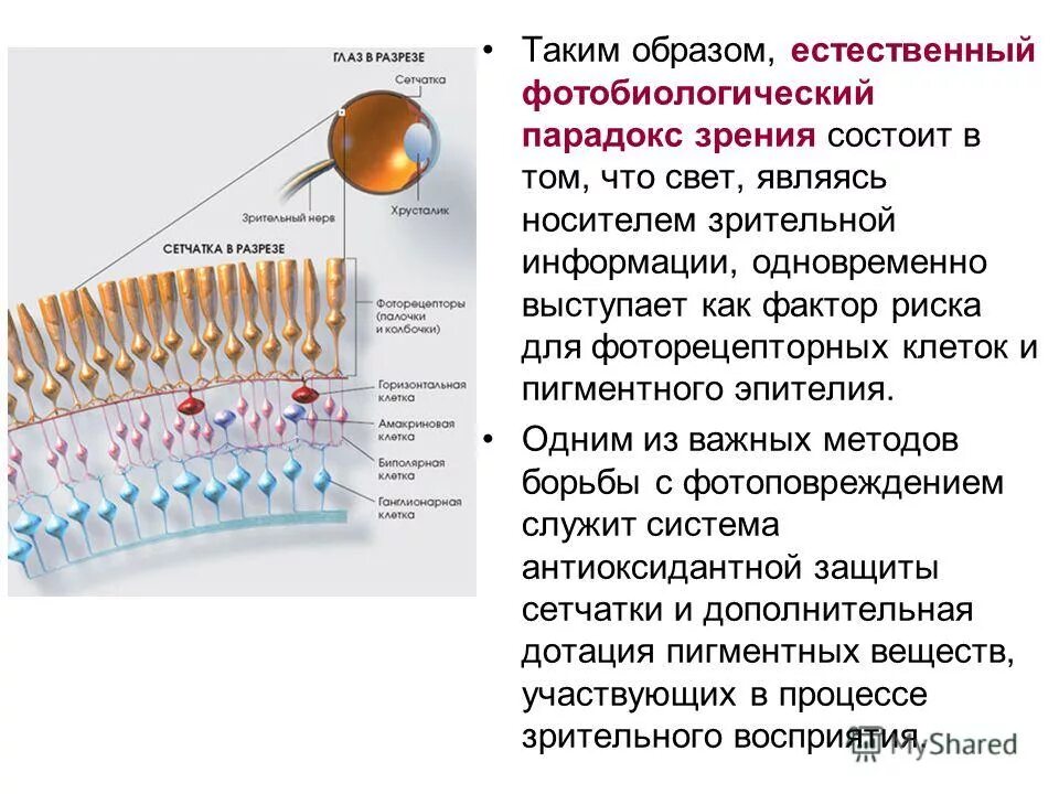 Какому цвету избирательно чувствительны фоторецепторные клетки сетчатки