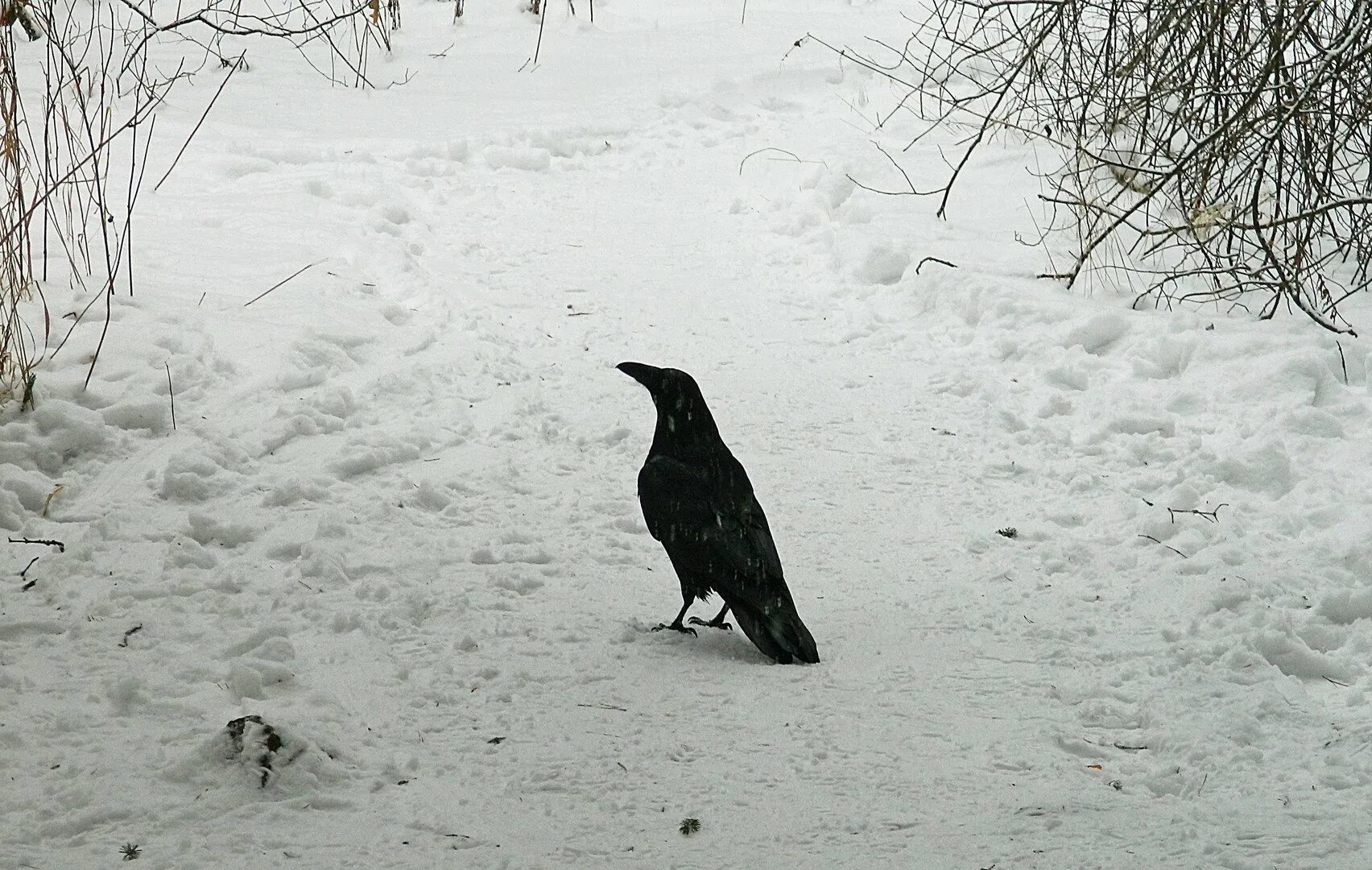Where winter crows. Снег грачи на горке. Ворон зимой. Фото вороны зимой. Where winter crows.