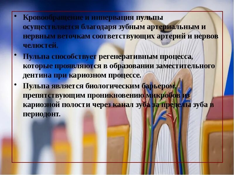 Состав пульпы. Иннервация пульпы. кровоснабжение и иннервация пульпы зуба. нервные образования пульпы. минерализованные ткани зуба биохимия.