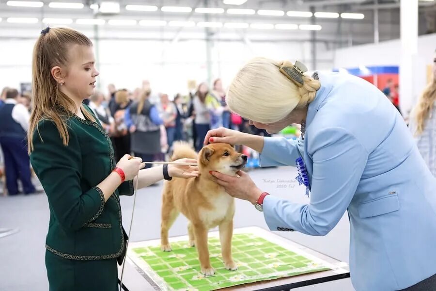 Форум академгородка собаки выставки. На выставке собак. Выставочные собаки. Выставка щенков. Щенки на выставках собак.