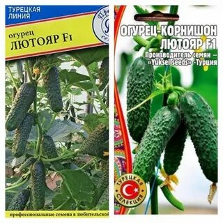 Огурец лютояр f1 описание отзывы