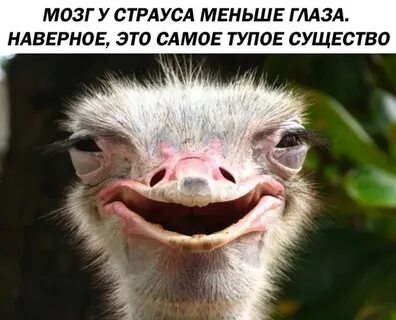 Кажется глупая