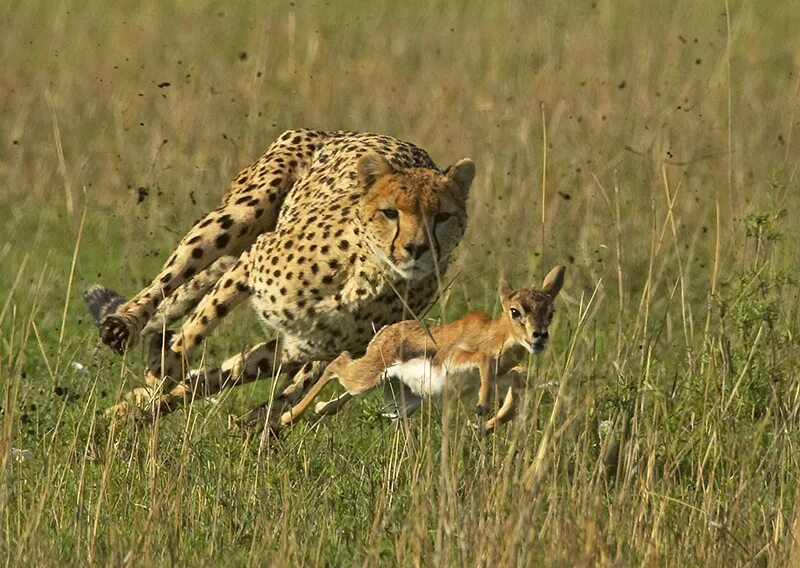 Гепард и антилопа. Ягуар vs аллигатор. Гепард ландау. Хищничество животных. Хищничество животных.