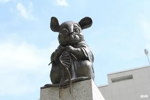 Мышь новосибирск