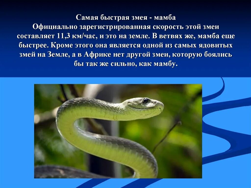 Сообщение про змею. Ядовитая змея черная мамба. Змеи доклад. Ядовитые змеи доклад. Презентация о змеях.