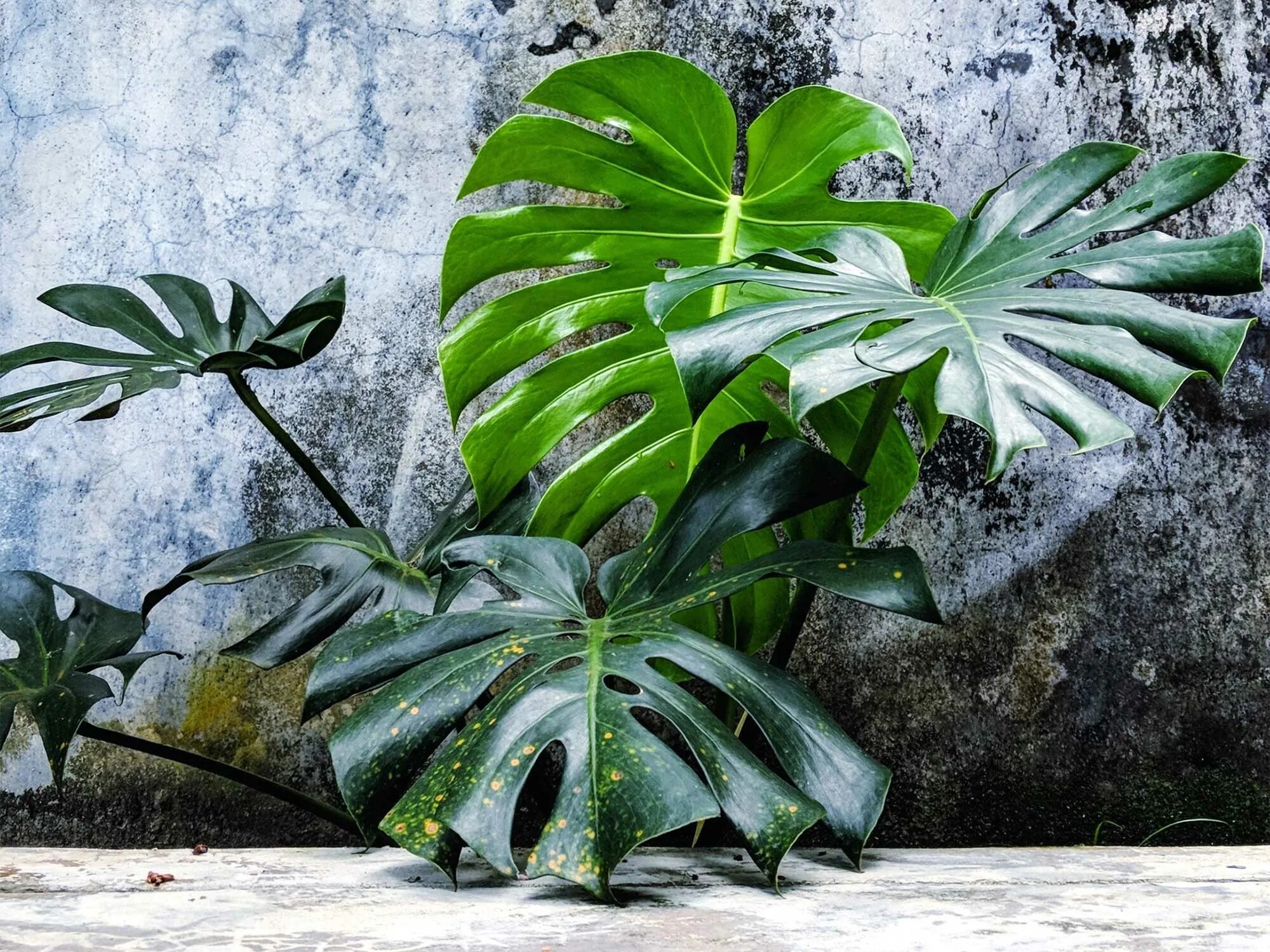 Монстера Делициоза (Monstera deliciosa). Монстера лиановидная. Монстера крупнолистная.