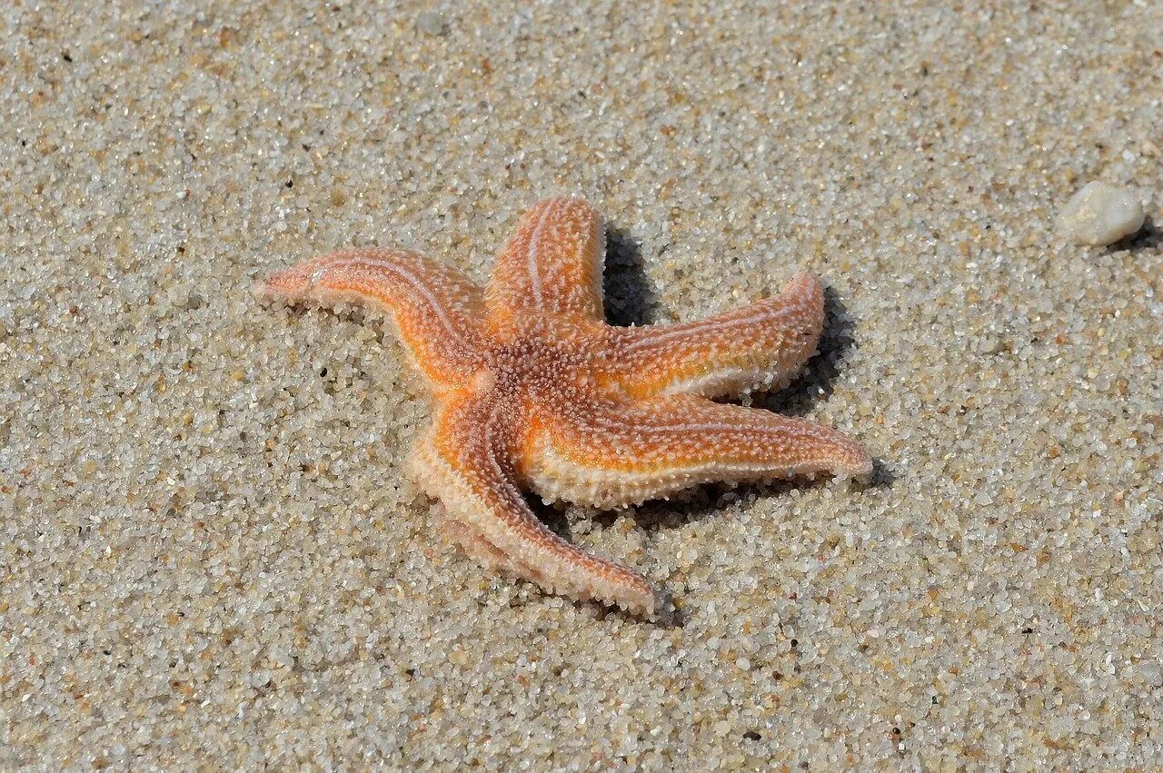 Морские звёзды Средиземного моря. Астерия морская звезда. Морская звезда Туапсе.