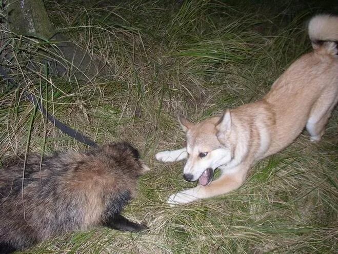 Животные на притравочных станций. Травля животных в древнем риме. Бурская нора притравочная станция. Животные на притравочных станций. Звериные травли в древнем риме.