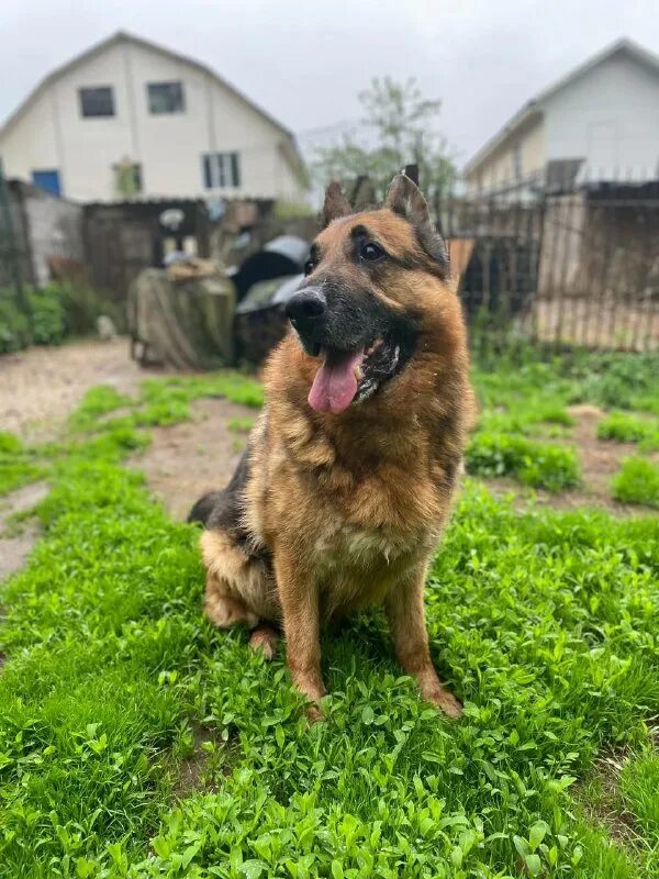 овчаркоманда спб