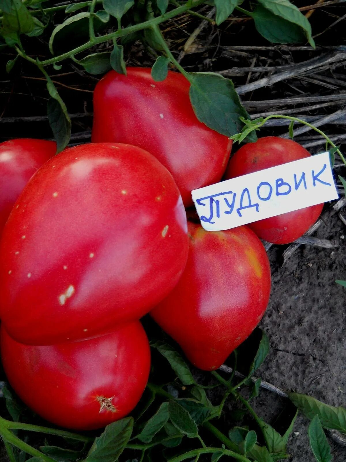 Томат Севрюга (Пудовик): отзывы, фото, описание, характеристика.