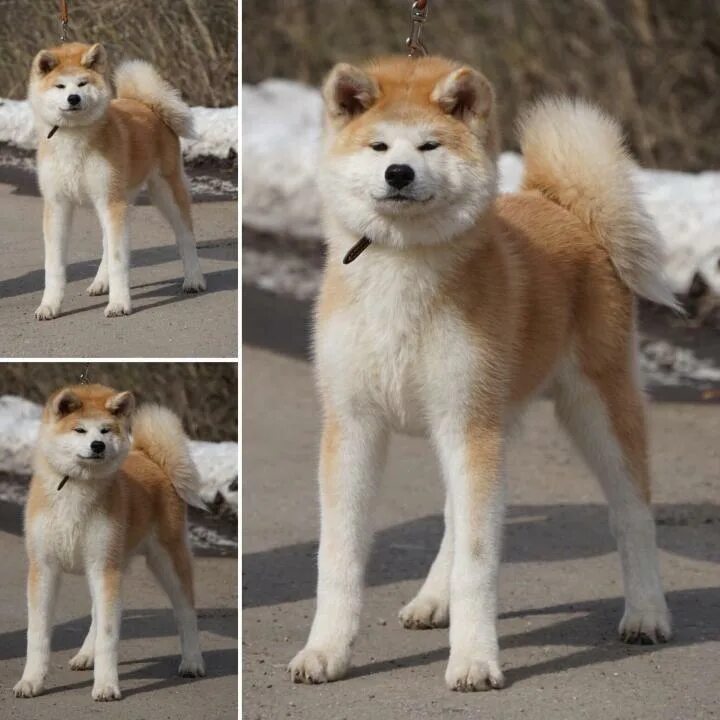 Акита сиба. Акита-ину и сиба-ину и Шиба ину отличия. Японская порода собак сиба-ину и Акита. Сиба ину и Акита разница. Чем отличается акита от сиба