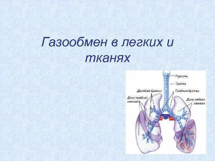 Легкие функцию газообмена. Строение газообмена в легких. Схема газообмена в легких. Процесс газообмена в легких. Газообмен в лёгких схема.