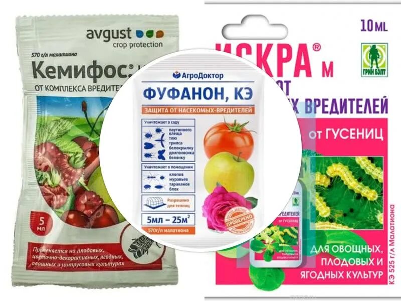 Чем обработать клубнику от долгоносика в мае. Препараты от долгоносика на клубнике. от долгоносика препарат. препараты от долгоносика на клубнике весной. средство от долгоносика на клубнике весной.