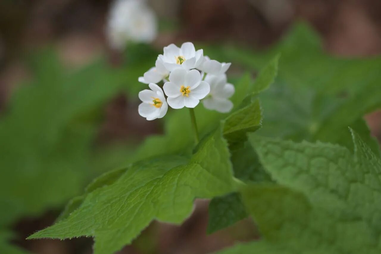 Двулистник грея фото. Двулистник. diphylleia grayi. двулистник грея цветок. двулистник грея прозрачный.
