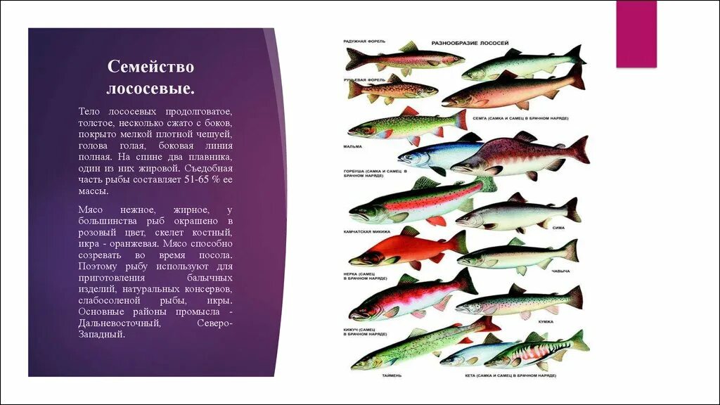 Лосось какая рыба. Семейство лососевых рыб список. Рыба семейства лососевых с белым мясом название. Красная рыба семейства лососевых. Рыба семейства лососевых список красная.